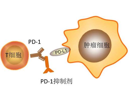 https://gimg2.baidu.com/image_search/src=http%3A%2F%2Fpic1.zhimg.com%2Fv2-ba599a946e56e9abd9bff6ce0a6a5c8d_1200x500.jpg&refer=http%3A%2F%2Fpic1.zhimg.com&app=2002&size=f9999,10000&q=a80&n=0&g=0n&fmt=jpeg?sec=1620975602&t=1dc475849ba5870a02cfc94efd63c6f8